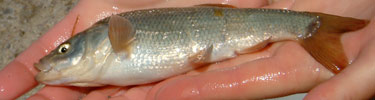 photo of Mohave tui chub