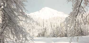 Mount Rainier winter landscape from Longmire meadow.