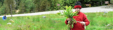 A young volunteer helps with exotic plant removal at Longmire