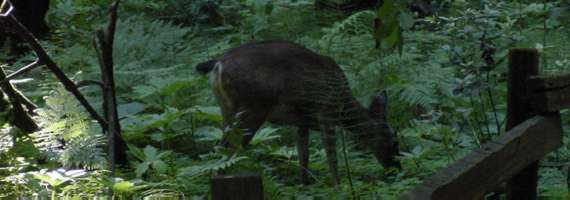 Muir Woods National Monument Black-tailed Deer