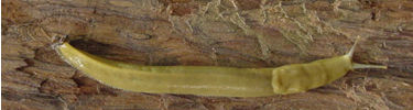 Muir Woods National Monument Banana Slug