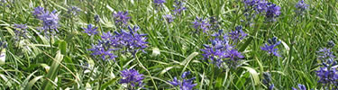 Camas in bloom