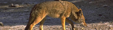 Coyote appears in many Nez Perce stories