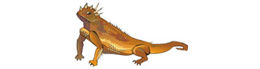 Horned Lizard, one of the reptiles found at Nez Perce National Historical Park