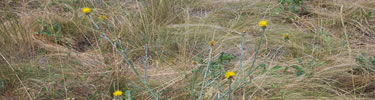 Star Thistle in an invasive species that is found throughout north central Idaho.