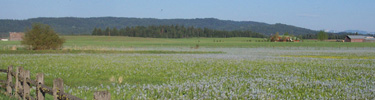 Weippe Prairie looking east toward the Bitterroot Mountains
