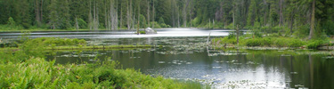 Reflections in Coon Lake