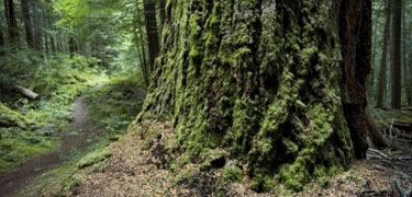 Old growth trees along Thunder Creek Trail