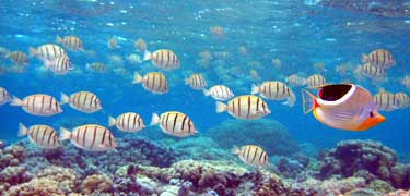 Convict tang and butterflyfish at Ofu Lagoon