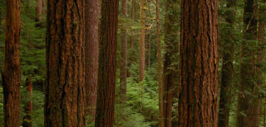 Olympic National Park - Forest