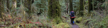 Backpackers in Hoh Rainforest