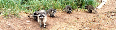 Raccoons on the Olympic Wilderness Coast