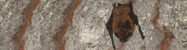 Yuma myotis