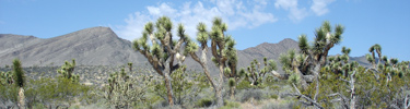 Joshua tree