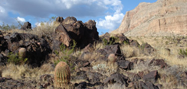 cactus in lava