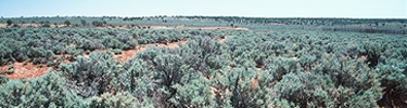 sage country