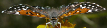 Mormon metalmark butterfly perched on butterweed