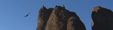 A California condor soars near Machete Ridge. Photo by Sara Bartels.