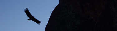A California condor soars near rock formations at sunset. Photo by Sara Bartels.