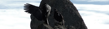 A California condor spreads its wings as it perches on a rock formation. Photo by Sara Bartels.
