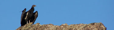 A California condor perches on a rock formation. Photo by Sara Bartels.