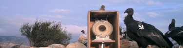An image taken by the Pinnacles CondorCam