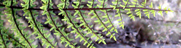 Bird's foot fern