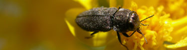 Metallic wood-boring beetle