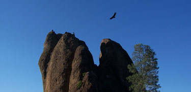 A California condor soars above Machete Ridge