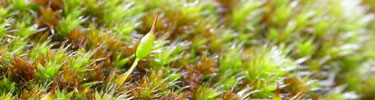 Mosses reproduce with spores that are grown in fruiting bodies during the rainy season.