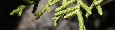 California juniper