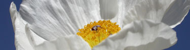 Prickly poppy