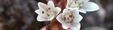 Two-leaved onion