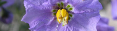 Purple nightshade