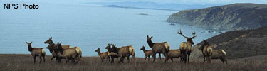 A small herd of elk on Tomales Point