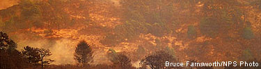 Limantour area during the 1995 Vision Fire