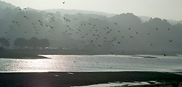 Marsh at Crissy Field