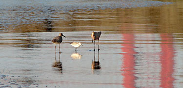Shorebirds on Baker Beach