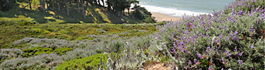 Coastal bluffs by Baker Beach