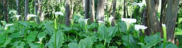 Calla lilies in the eucalyptus forest
