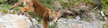 Coyote on the coastal bluffs