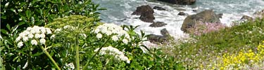 Disturbed coastal bluffs area