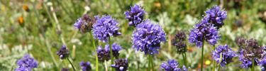 Dune gilia
