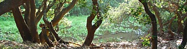 Riparian live oak forest