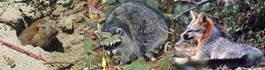 gopher, raccoon, and gray fox