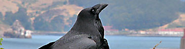 Raven on coastal bluffs