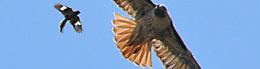 Red-tail hawk and mockingbird