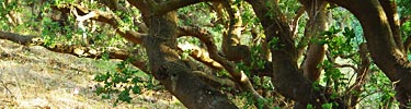 Riparian live oak forest