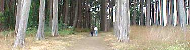 Bay Area Ridge Trail passes through planted forest