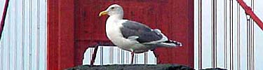 Western gull at bridge